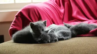 Too Cute Burmese, chats tigrés et Sibériens