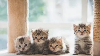 Too Cute Chats bicolores, Calicos et Savannahs