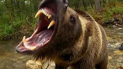 Visuel de Top 20 des animaux mortels