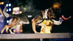 Top Dog - Quel chien sera le plus agile ?