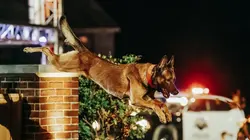 Top Dog - Quel chien sera le plus agile ?