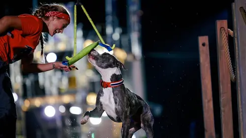 Top Dog - Quel chien sera le plus agile ? Premiere pooches