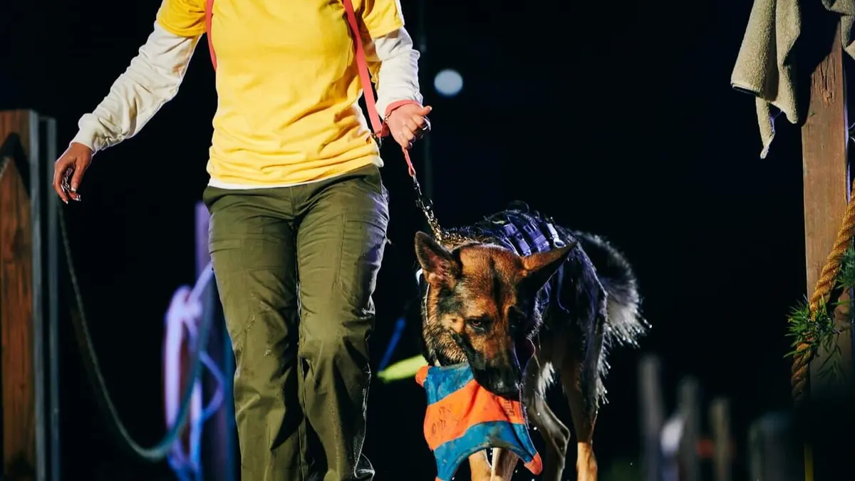 Top Dog - Quel chien sera le plus agile ? Cute but means business