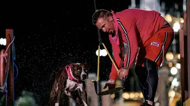 Beauty, brains and bark