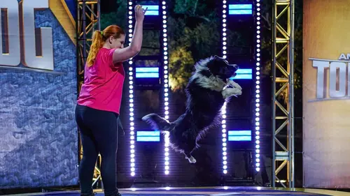 Top Dog - Quel chien sera le plus agile ? Tricks, trials and takedowns