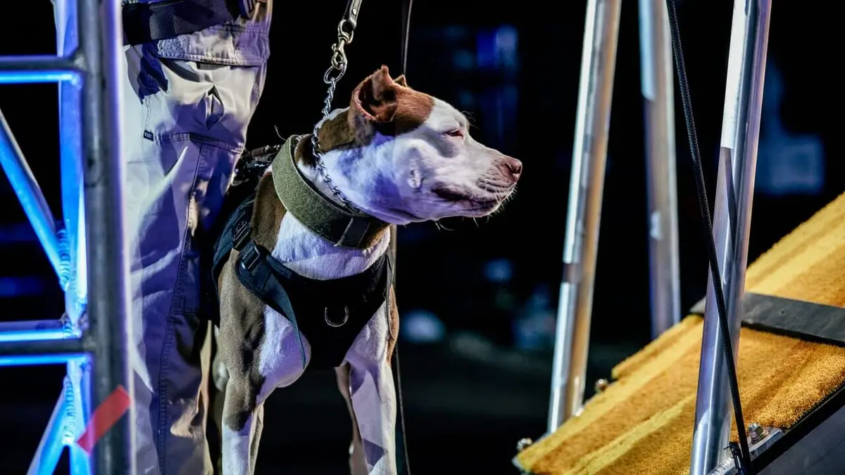 Top Dog - Quel chien sera le plus agile ? S03E03 Off Course Canines