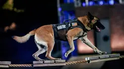 Visuel de Top Dog - Quel chien sera le plus agile ?