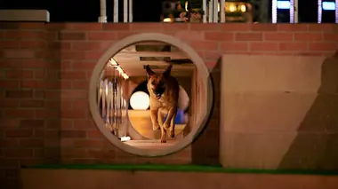Top Dog - Quel chien sera le plus agile ? The comeback dogs