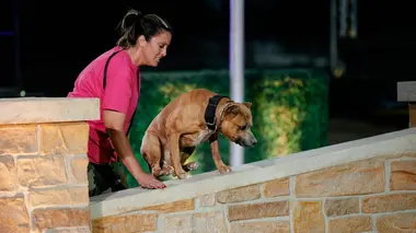Top Dog - Quel chien sera le plus agile ? The tall, the brave and the engaged