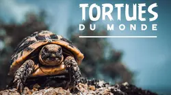 Tortues du monde