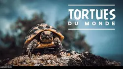 Tortues du monde
