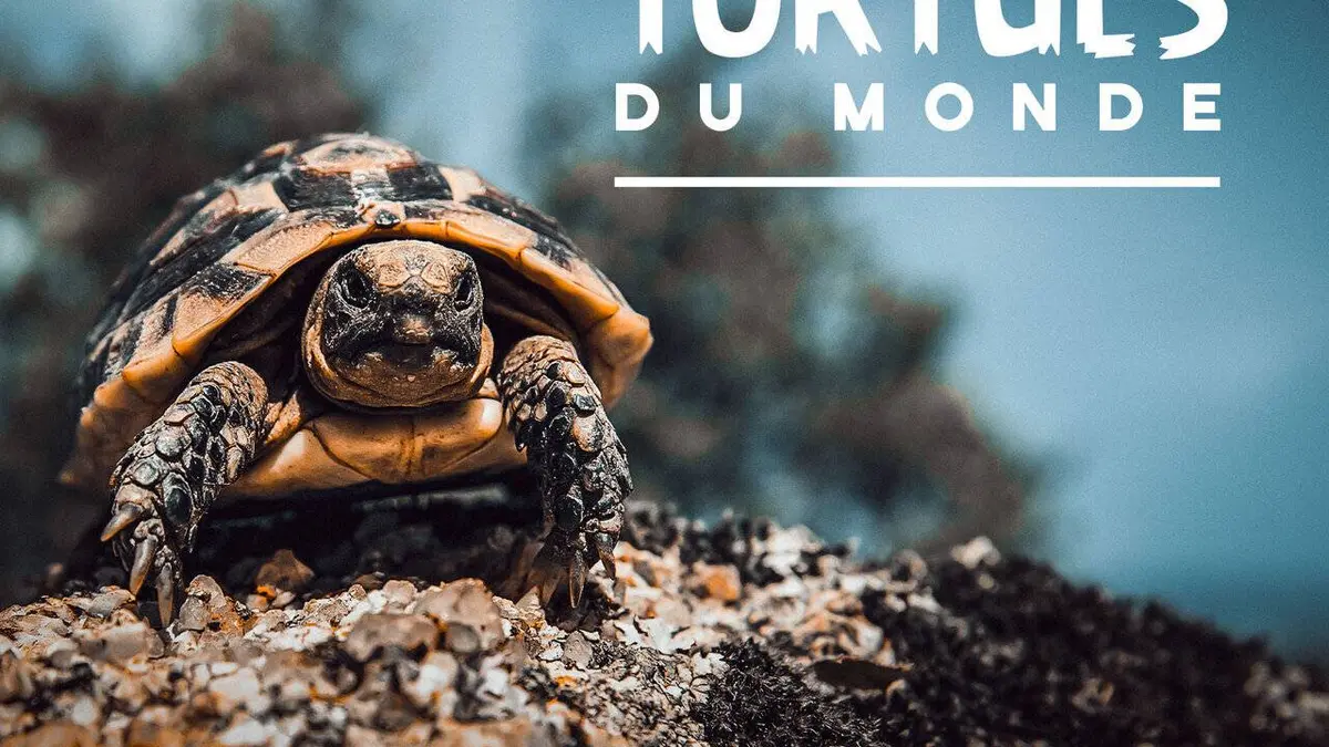 Tortues du monde
