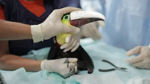 Toucan Nation : sauvons Grecia !