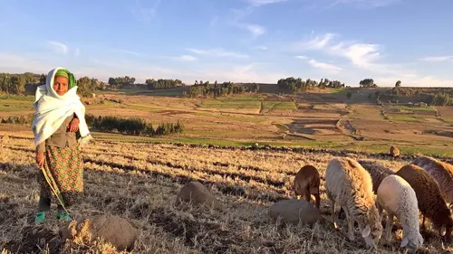 Tous les moutons du monde