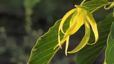 L'ylang-ylang des Comores