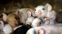 Tout est possible (The Biggest Little Farm)