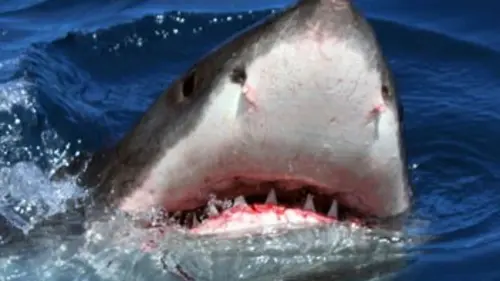 Tout près du grand requin blanc