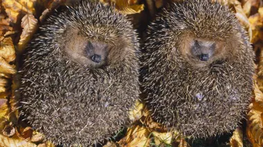 Sommeil, hibernation : que se passe-t-il quand on dort ?