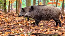 Tout s'explique Super cochons