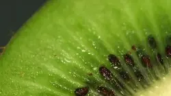 Tout, vous saurez tout sur le kiwi