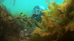 Track, plongées australiennes sous hautes pressions