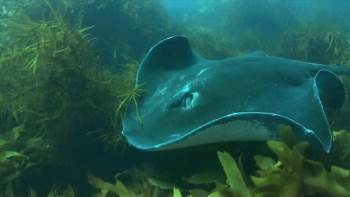 Track, plongées australiennes sous hautes pressions