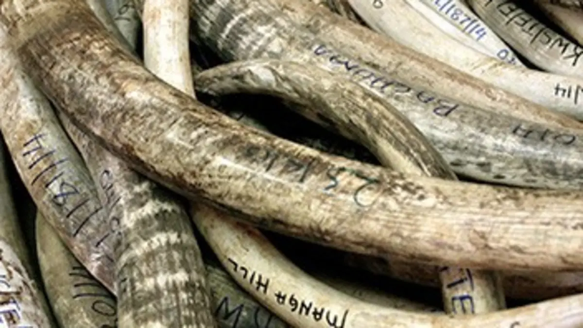 Trafic d'ivoire, la guerre perdue