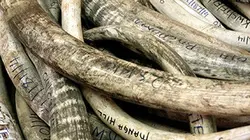 Visuel de Trafic d'ivoire, la guerre perdue