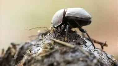 Trafic de bouse dans la savane