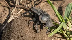 Trafic de bouse dans la savane