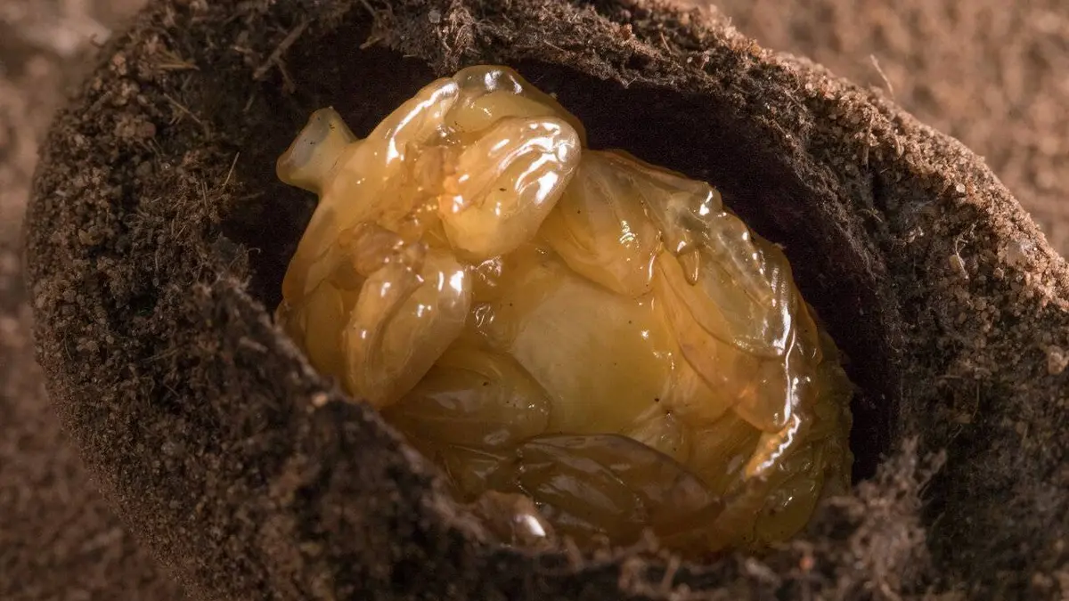 Trafic de bouse dans la savane