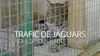 Trafic de jaguars : enquête sous haute tension