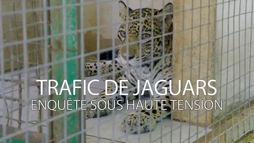 Trafic de jaguars : enquête sous haute tension