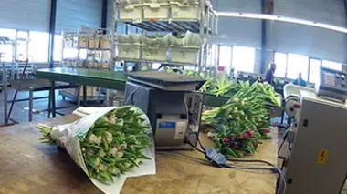 Marché aux fleurs d'Aalsmeer