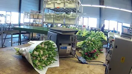 Trafic infernal S02E05 Marché aux fleurs d'Aalsmeer