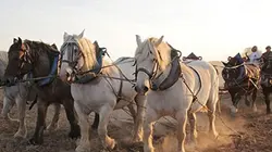 Visuel de Trait de vie