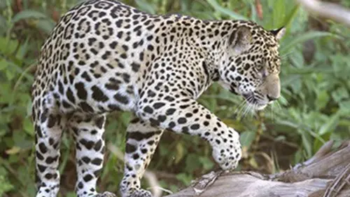 Transpantaneira, la route mythique du Brésil