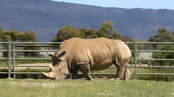 Transport d'animaux : convoi sous haute tension Mission Rhino