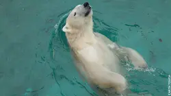 Transport d'animaux : convoi sous haute tension L'Ours polaire