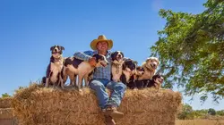 Transport d'animaux : convoi sous haute tension Chiens et chevaux