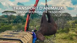 Transport d'animaux : convoi sous haute tension Mission éléphant