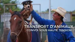 Transport d'animaux : convoi sous haute tension Chiens et chevaux
