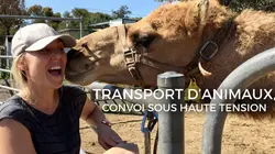 Transport d'animaux : convoi sous haute tension En Australie