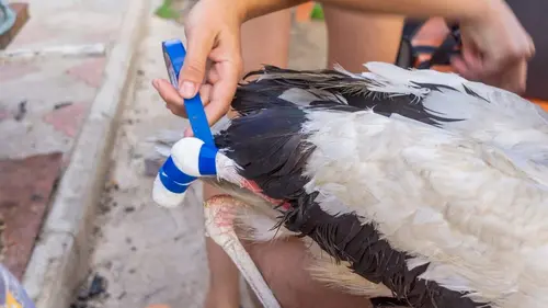 Transylvanie : une clinique pour les cigognes