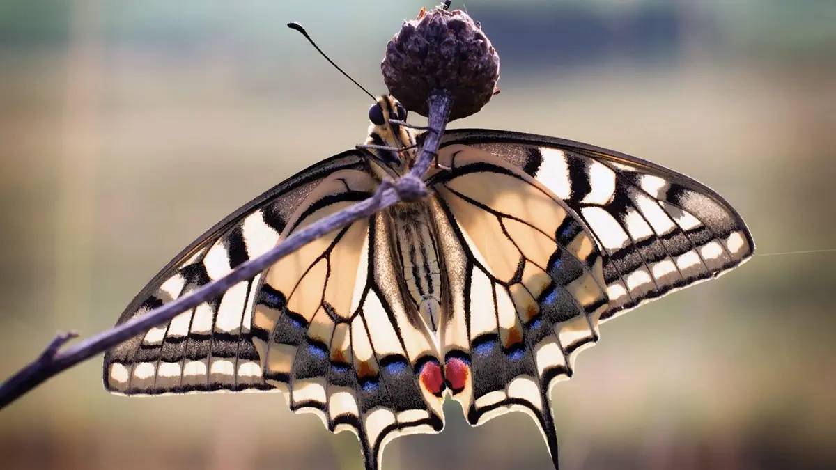 Transylvanie : Voyage dans une nature ancestrale