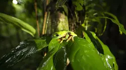 Visuel de Traqueur de serpents