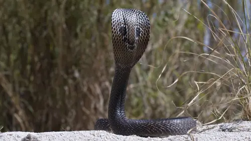 Traqueur de serpents S02E04 Le roi des cobras