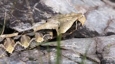 Sous le charme du cobra