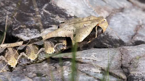 Traqueur de serpents S01E03 Sous le charme du cobra