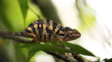 L'île aux caméléons